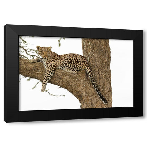 African leopard in tree-Panthera pardus pardus-Serengeti National Park-Tanzania-Africa Black Modern Wood Framed Art Print by Jones, Adam