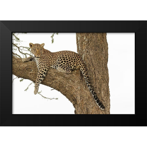 African leopard in tree-Panthera pardus pardus-Serengeti National Park-Tanzania-Africa Black Modern Wood Framed Art Print by Jones, Adam