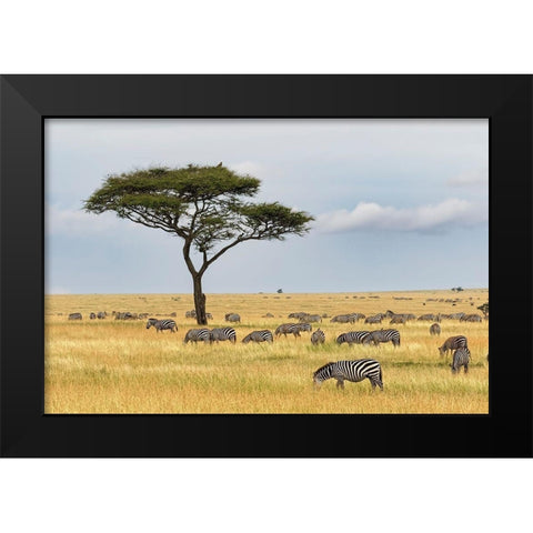 Burchells Zebra-Equus quagga burchellii-Serengeti National Park-Tanzania-Africa Black Modern Wood Framed Art Print by Jones, Adam