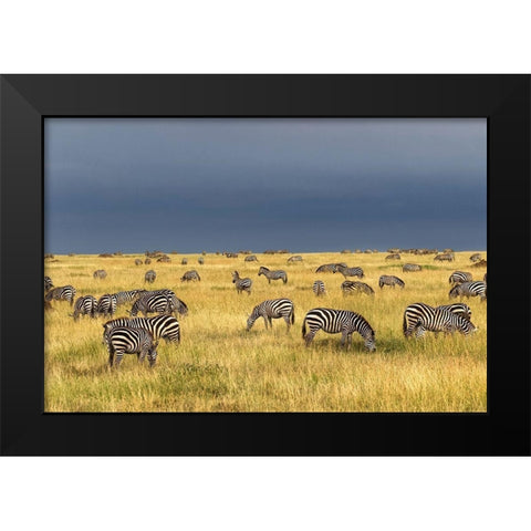Burchells Zebra-Equus burchellii-Serengeti National Park-Tanzania-Africa Black Modern Wood Framed Art Print by Jones, Adam