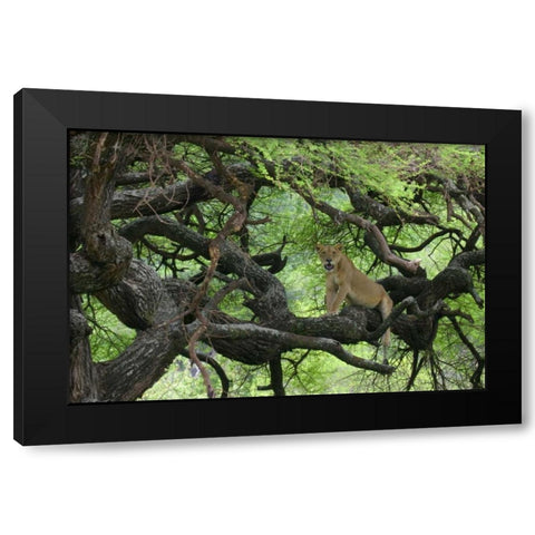 Tanzania African lioness rests on tree branch Black Modern Wood Framed Art Print with Double Matting by Morris, Arthur