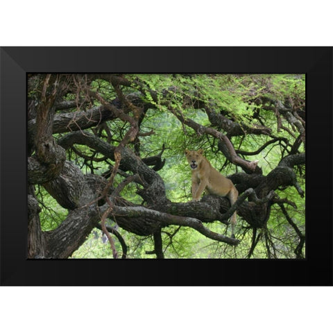 Tanzania African lioness rests on tree branch Black Modern Wood Framed Art Print by Morris, Arthur