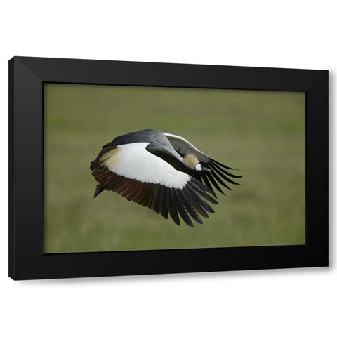Tanzania Flying grey-crowned crane Black Modern Wood Framed Art Print by Morris, Arthur