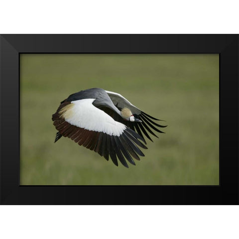 Tanzania Flying grey-crowned crane Black Modern Wood Framed Art Print by Morris, Arthur