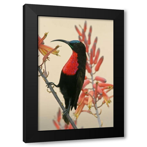 Tanzania, Ndutu Scarlet-breasted sunbird on limb Black Modern Wood Framed Art Print by Morris, Arthur