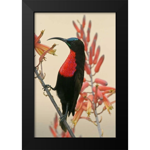 Tanzania, Ndutu Scarlet-breasted sunbird on limb Black Modern Wood Framed Art Print by Morris, Arthur