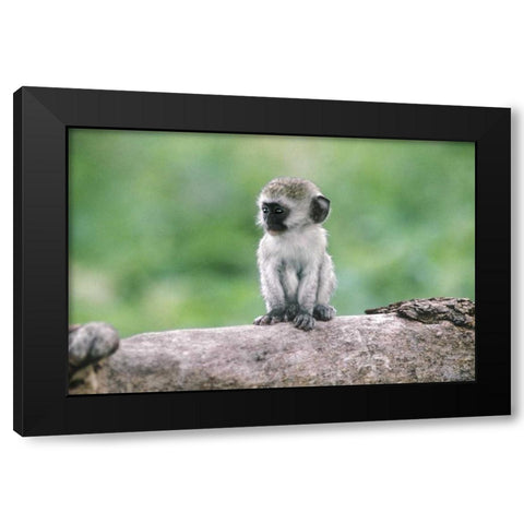 Tanzania, Ngorogoro Crater Vervet monkey baby Black Modern Wood Framed Art Print with Double Matting by Welling, Dave