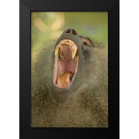 Tanzania, Lake Manyara Olive baboon yawning Black Modern Wood Framed Art Print by Morris, Arthur