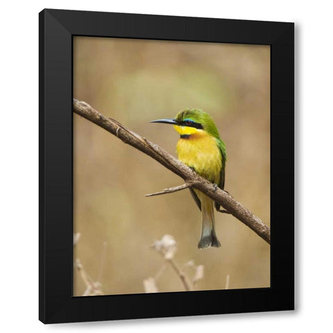 Tanzania, Lake Manyara NP Bee-eater on a branch Black Modern Wood Framed Art Print with Double Matting by Kirkland, Dennis