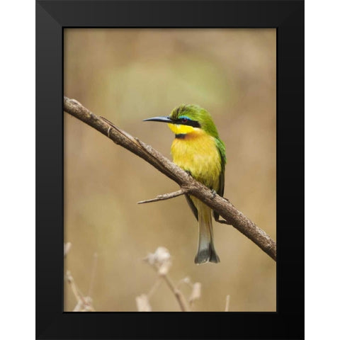 Tanzania, Lake Manyara NP Bee-eater on a branch Black Modern Wood Framed Art Print by Kirkland, Dennis