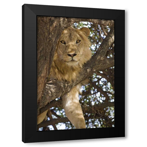 Tanzania, Lake Manyara NP Lion in a tree Black Modern Wood Framed Art Print with Double Matting by Kirkland, Dennis