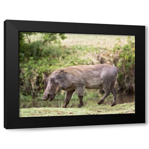 Tanzania, Lake Manyara NP Warthog walking Black Modern Wood Framed Art Print with Double Matting by Kirkland, Dennis