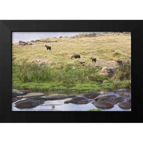 Tanzania, Ngorongoro Hippos in pool with hyenas Black Modern Wood Framed Art Print by Kirkland, Dennis