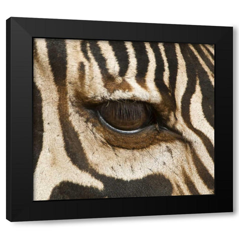Tanzania, Tarangire NP Eye of a common zebra Black Modern Wood Framed Art Print with Double Matting by Kirkland, Dennis