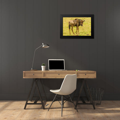 Africa-Tanzania-Ngorongoro Crater Young white-bearded wildebeest close-up  Black Modern Wood Framed Art Print by Jaynes Gallery