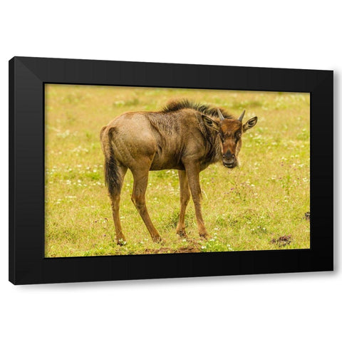 Africa-Tanzania-Ngorongoro Crater Young white-bearded wildebeest close-up  Black Modern Wood Framed Art Print by Jaynes Gallery