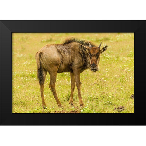 Africa-Tanzania-Ngorongoro Crater Young white-bearded wildebeest close-up  Black Modern Wood Framed Art Print by Jaynes Gallery