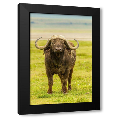 Africa-Tanzania-Ngorongoro Crater Cape buffalo close-up  Black Modern Wood Framed Art Print by Jaynes Gallery