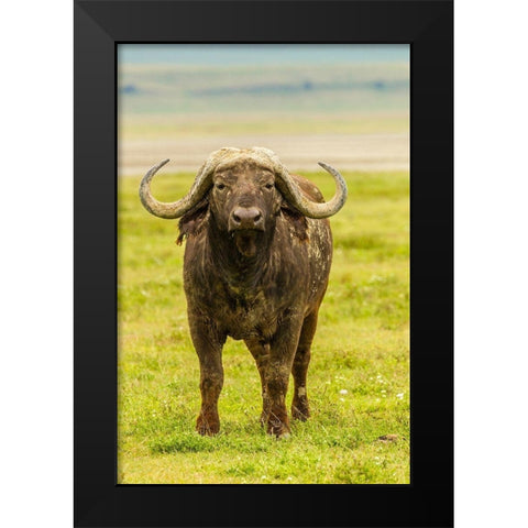 Africa-Tanzania-Ngorongoro Crater Cape buffalo close-up  Black Modern Wood Framed Art Print by Jaynes Gallery