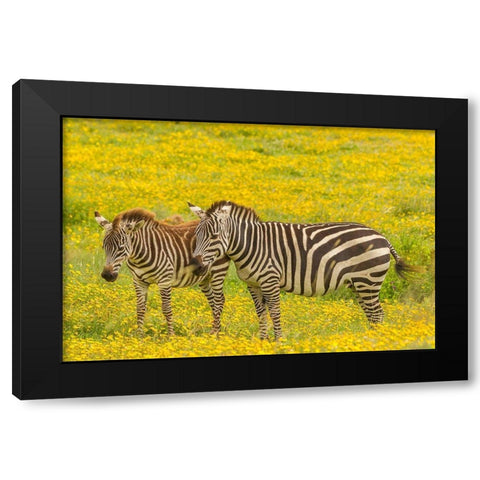 Africa-Tanzania-Ngorongoro Crater Plains zebra adult and young in flower field  Black Modern Wood Framed Art Print with Double Matting by Jaynes Gallery