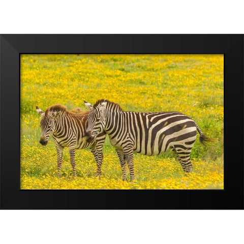 Africa-Tanzania-Ngorongoro Crater Plains zebra adult and young in flower field  Black Modern Wood Framed Art Print by Jaynes Gallery