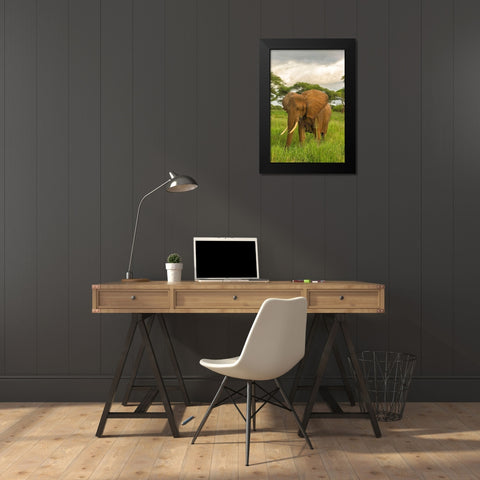 Africa-Tanzania-Tarangire National Park African elephant close-up  Black Modern Wood Framed Art Print by Jaynes Gallery