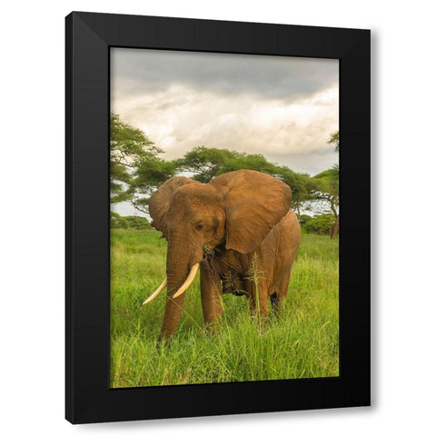 Africa-Tanzania-Tarangire National Park African elephant close-up  Black Modern Wood Framed Art Print by Jaynes Gallery
