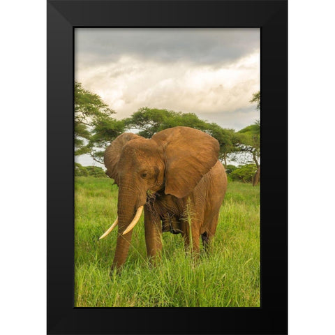 Africa-Tanzania-Tarangire National Park African elephant close-up  Black Modern Wood Framed Art Print by Jaynes Gallery