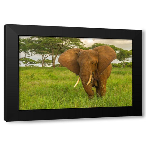 Africa-Tanzania-Tarangire National Park African elephant close-up  Black Modern Wood Framed Art Print with Double Matting by Jaynes Gallery