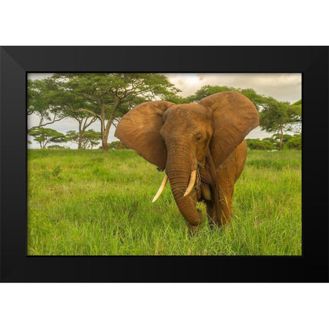 Africa-Tanzania-Tarangire National Park African elephant close-up  Black Modern Wood Framed Art Print by Jaynes Gallery
