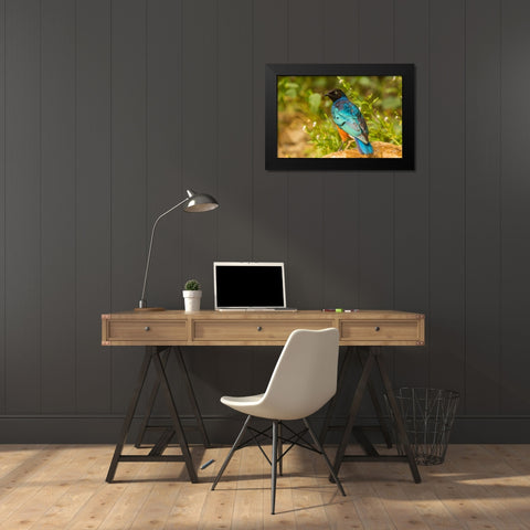 Africa-Tanzania-Serengeti National Park Superb starling close-up  Black Modern Wood Framed Art Print by Jaynes Gallery