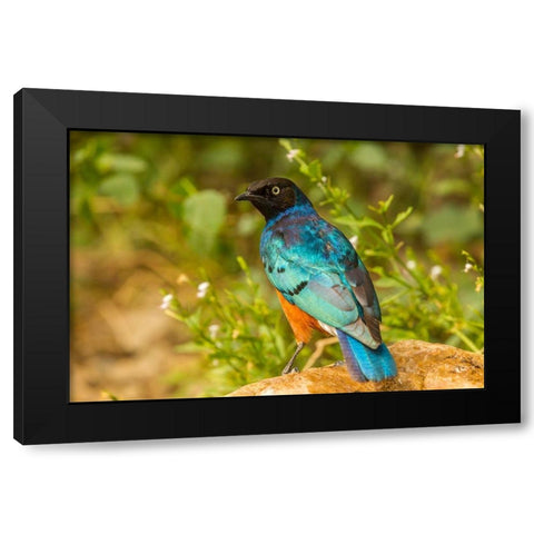 Africa-Tanzania-Serengeti National Park Superb starling close-up  Black Modern Wood Framed Art Print with Double Matting by Jaynes Gallery