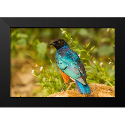 Africa-Tanzania-Serengeti National Park Superb starling close-up  Black Modern Wood Framed Art Print by Jaynes Gallery