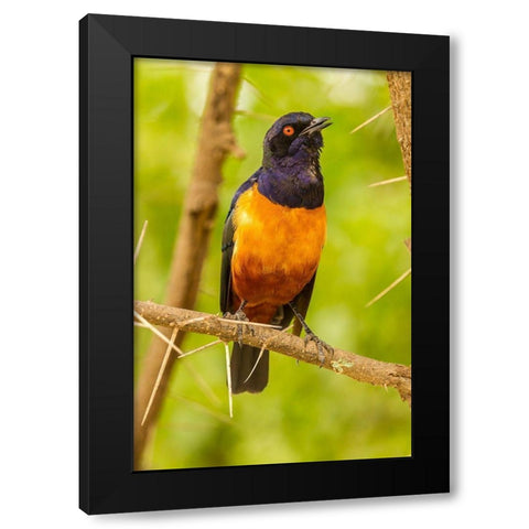 Africa-Tanzania-Serengeti National Park Hildebrandts starling on thorny tree  Black Modern Wood Framed Art Print with Double Matting by Jaynes Gallery