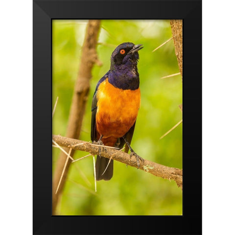 Africa-Tanzania-Serengeti National Park Hildebrandts starling on thorny tree  Black Modern Wood Framed Art Print by Jaynes Gallery