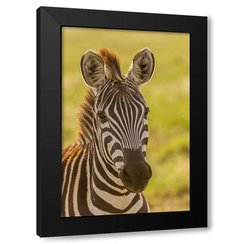 Africa-Tanzania-Serengeti National Park Close-up of young plains zebra  Black Modern Wood Framed Art Print by Jaynes Gallery