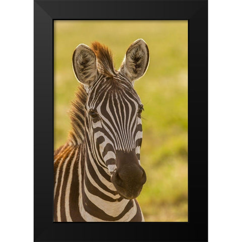 Africa-Tanzania-Serengeti National Park Close-up of young plains zebra  Black Modern Wood Framed Art Print by Jaynes Gallery