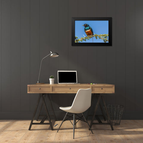 Africa-Tanzania-Serengeti National Park Superb starling close-up  Black Modern Wood Framed Art Print by Jaynes Gallery