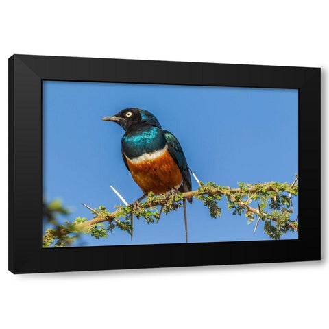 Africa-Tanzania-Serengeti National Park Superb starling close-up  Black Modern Wood Framed Art Print by Jaynes Gallery