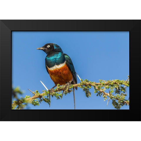 Africa-Tanzania-Serengeti National Park Superb starling close-up  Black Modern Wood Framed Art Print by Jaynes Gallery