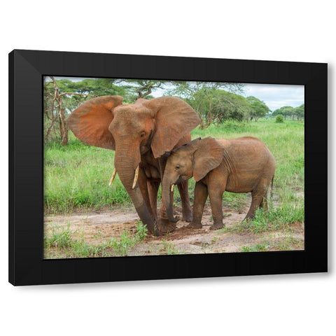 Africa-Tanzania-Tarangire National Park African elephant adult and baby  Black Modern Wood Framed Art Print with Double Matting by Jaynes Gallery