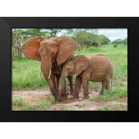 Africa-Tanzania-Tarangire National Park African elephant adult and baby  Black Modern Wood Framed Art Print by Jaynes Gallery