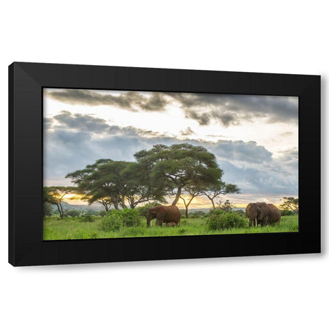 Africa-Tanzania-Tarangire National Park African elephants at sunset  Black Modern Wood Framed Art Print by Jaynes Gallery