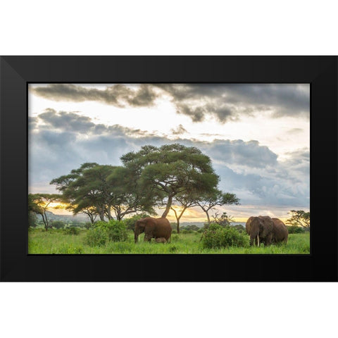 Africa-Tanzania-Tarangire National Park African elephants at sunset  Black Modern Wood Framed Art Print by Jaynes Gallery