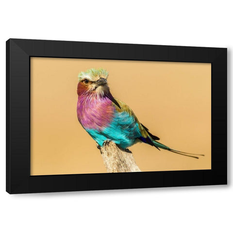 Africa-Tanzania-Serengeti National Park Lilac-breasted roller bird close-up  Black Modern Wood Framed Art Print by Jaynes Gallery