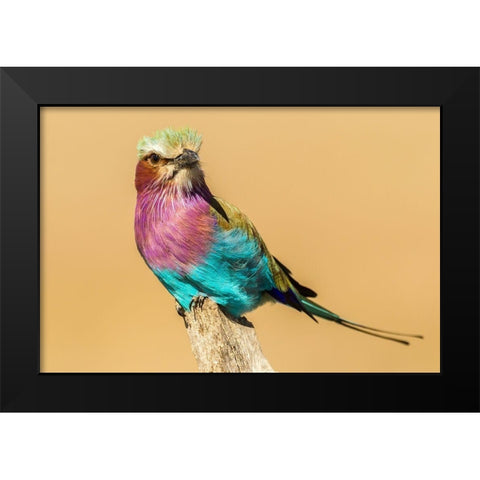 Africa-Tanzania-Serengeti National Park Lilac-breasted roller bird close-up  Black Modern Wood Framed Art Print by Jaynes Gallery