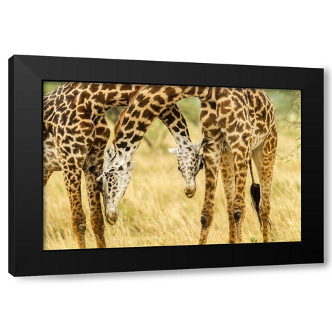 Africa-Tanzania-Serengeti National Park Young Maasai giraffes sparring  Black Modern Wood Framed Art Print by Jaynes Gallery