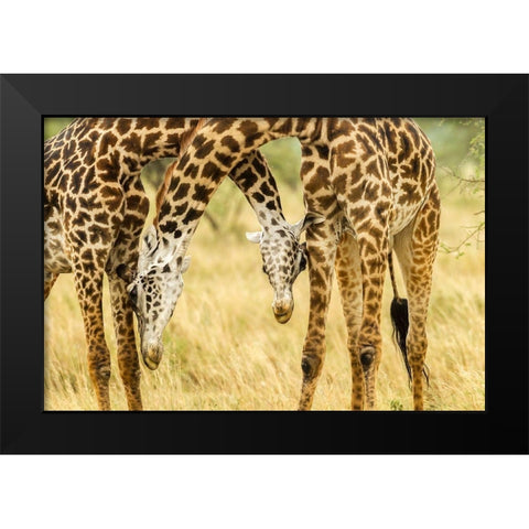 Africa-Tanzania-Serengeti National Park Young Maasai giraffes sparring  Black Modern Wood Framed Art Print by Jaynes Gallery
