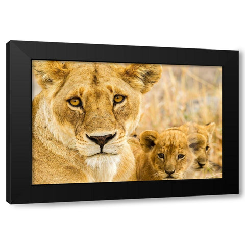 Africa-Tanzania-Serengeti National Park African lioness and cubs  Black Modern Wood Framed Art Print by Jaynes Gallery