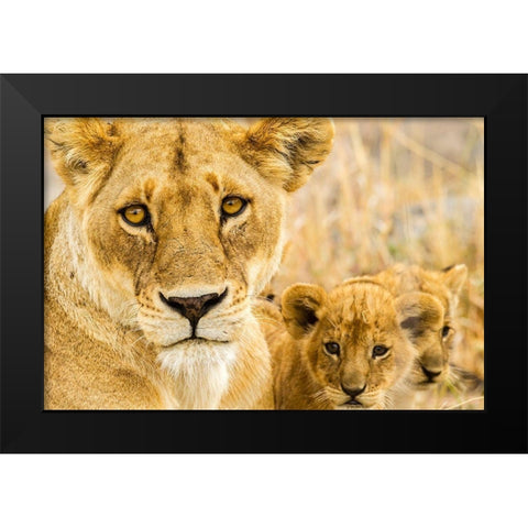 Africa-Tanzania-Serengeti National Park African lioness and cubs  Black Modern Wood Framed Art Print by Jaynes Gallery